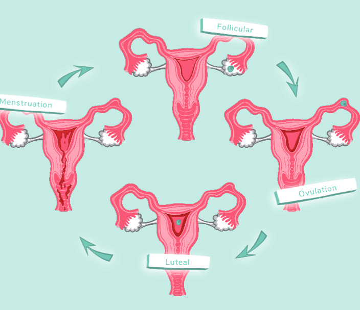 An illustrative picture showing menstrual cycle